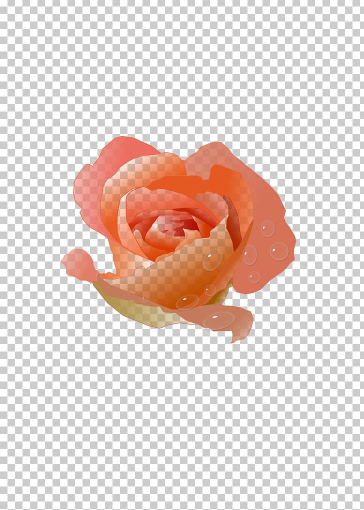 Peach Rose Flower PNG, Clipart, Animation, Color, Coral, Cut Flowers, Flower Free PNG Download