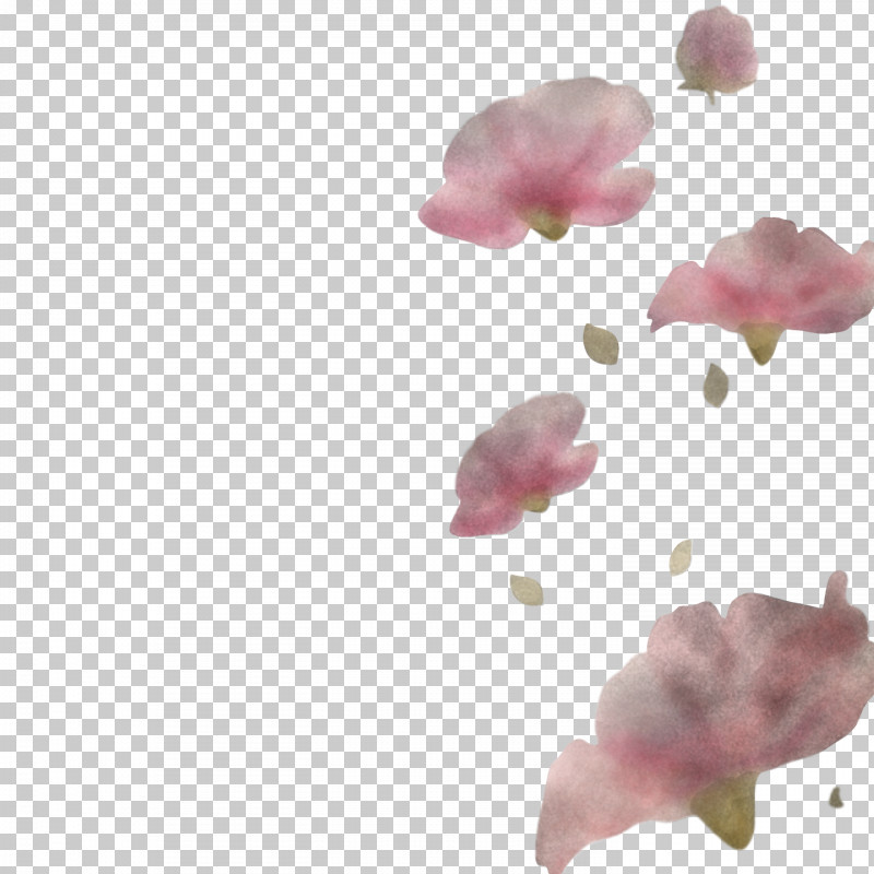 Spring PNG, Clipart, Blossom, Flower, Moth Orchid, Petal, Pink Free PNG Download