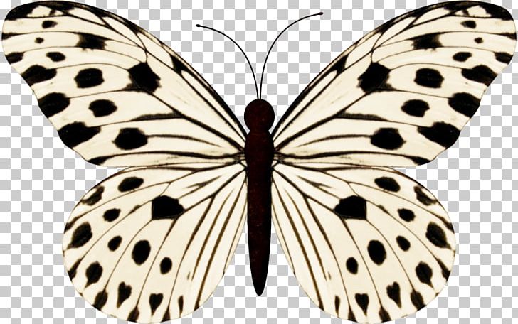 Butterfly Stock Photography Black And White PNG, Clipart, Arthropod, Black And White, Brush Footed Butterfly, Brushwork Pastel Color, Butterflies And Moths Free PNG Download