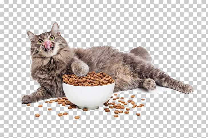 Cat And Cat Food PNG, Clipart, Animal, Bowl, Carnivoran, Cat, Cat Behavior Free PNG Download