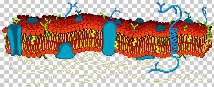 Cell Membrane Biological Membrane Lipid Bilayer Biology PNG, Clipart, Biological Membrane, Blank, Cell, Cell Adhesion, Cell Membrane Free PNG Download