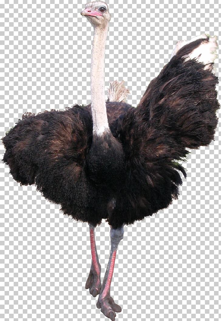Common Ostrich Bird Emu PNG, Clipart, Animals, Beak, Bird, Camel, Common Ostrich Free PNG Download
