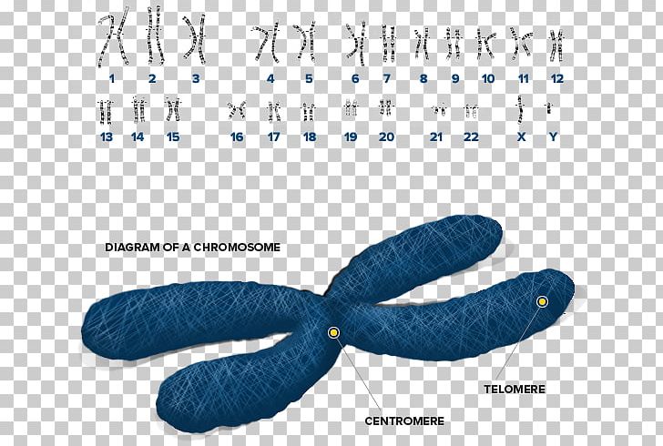 Genographic Project Sex Chromosome Genetics Organelle PNG, Clipart, Autosome, Behind, Cell, Chromosome, Diagram Free PNG Download