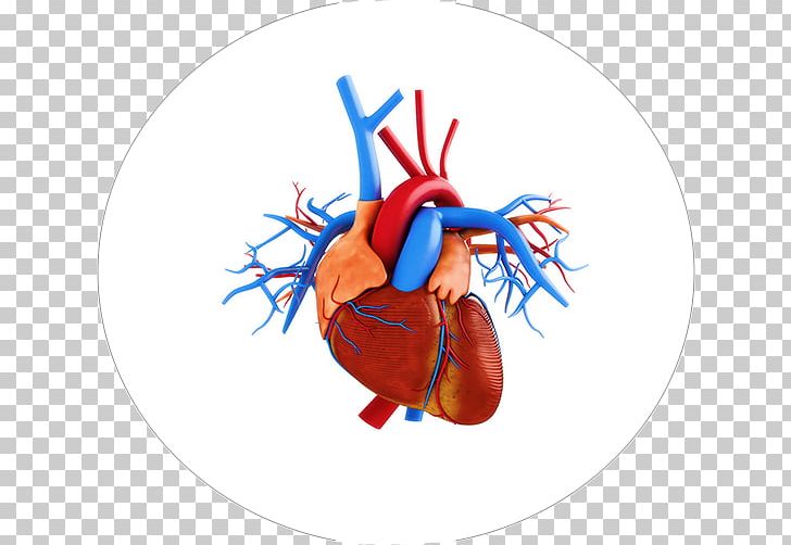 Stock Photography Heart Anatomy PNG, Clipart, Anatomy, Aorta, Circulatory System, Fotolia, Heart Free PNG Download