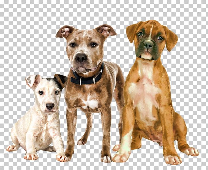 American Pit Bull Terrier Dog Breed Animal PNG, Clipart, American Pit Bull Terrier, Animal, Bull Terrier, Carnivoran, Chien Free PNG Download