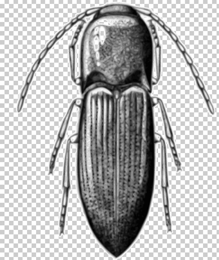 Cardinal Beetle Alyma Lawlerae PNG, Clipart, Alyma, Alyma Lawlerae, Animals, Arthropod, Beetle Free PNG Download