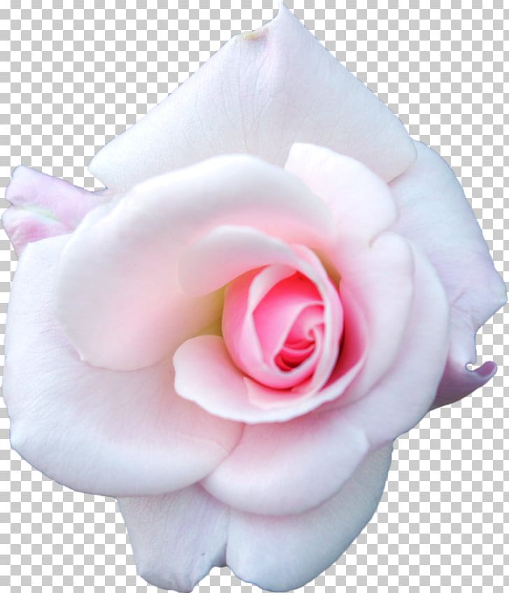 Centifolia Roses White Pink Garden Roses PNG, Clipart, Centifolia Roses, Cut Flowers, Flower, Flowering Plant, Flowers Free PNG Download
