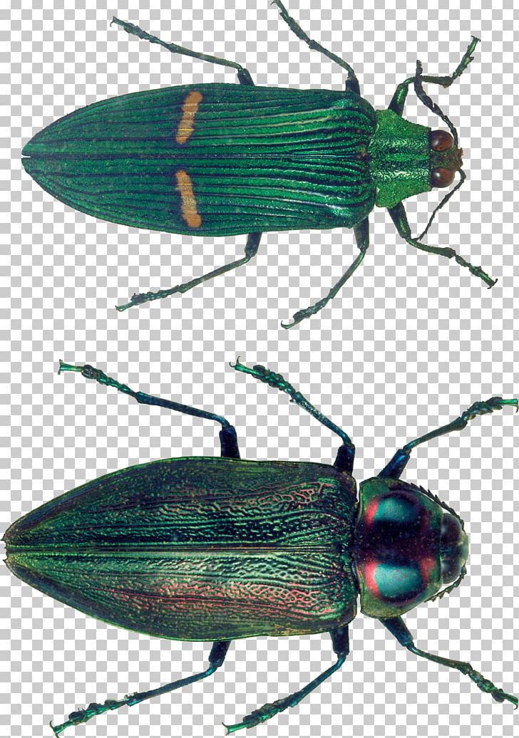 Insect Wing Weevil Fauna Membrane PNG, Clipart, Arthropod, Beetle, Bug, Bugs, Clipping Path Free PNG Download
