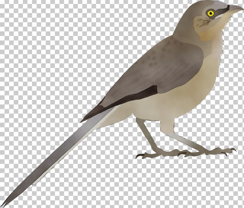 Bird Beak Northern Mockingbird Perching Bird Songbird PNG, Clipart, Beak, Bird, Northern Mockingbird, Paint, Perching Bird Free PNG Download