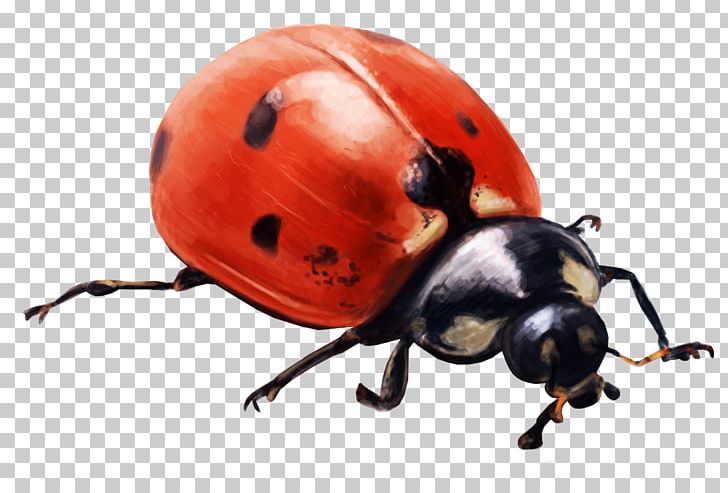 Ladybird Beetle Insect File Size PNG, Clipart, 2017, Arthropod, Beetle, Display Resolution, File Size Free PNG Download
