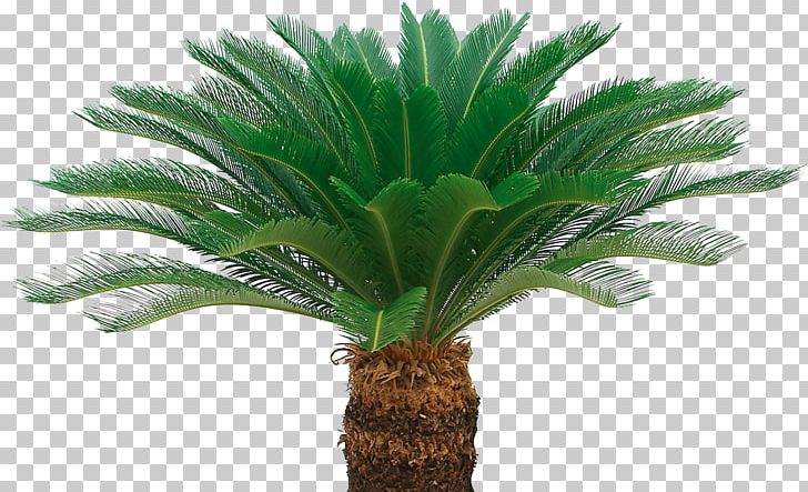 Ornamental Plant Benih Sago Palm Oil Palms Crop PNG, Clipart, Arecaceae, Arecales, Benih, Burknar, Crop Free PNG Download