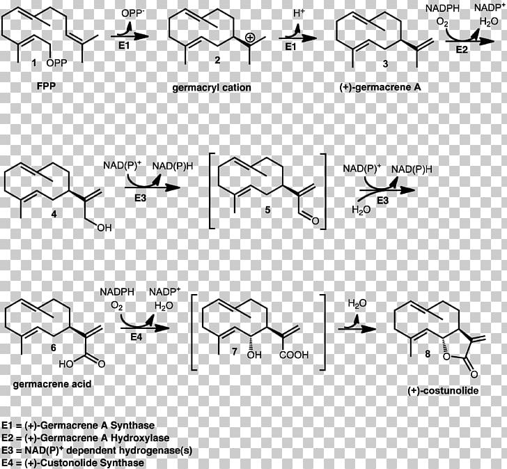 Costunolide Germacrene Sesquiterpene Lactone Synthase PNG, Clipart, Angle, Area, Auto Part, Biosynthesis, Black Free PNG Download