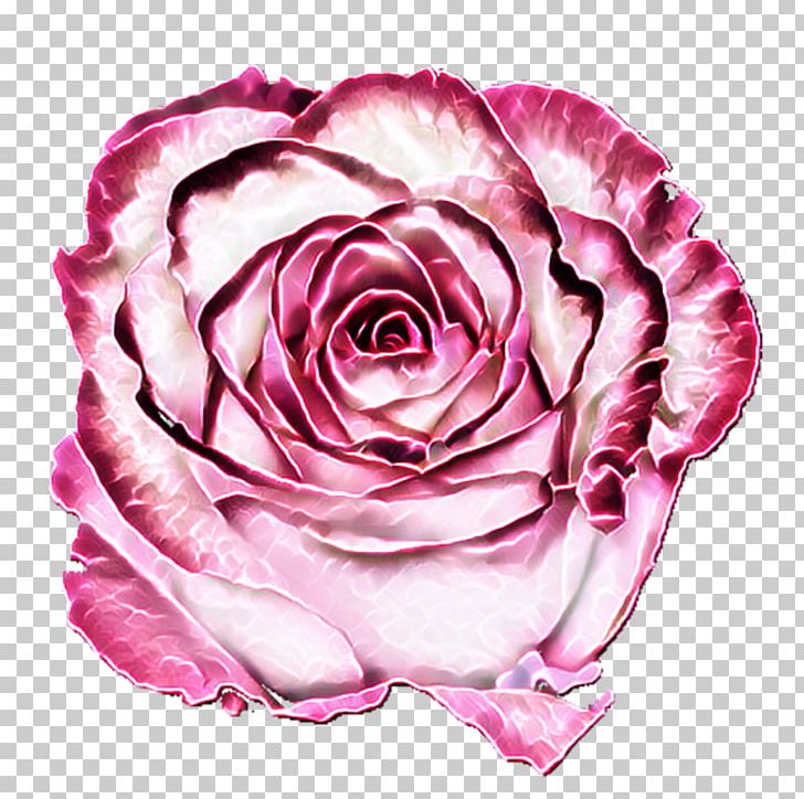 Garden Roses Cabbage Rose Floribunda Floristry Cut Flowers PNG, Clipart, Cut Flowers, Floribunda, Floristry, Flower, Flowering Plant Free PNG Download