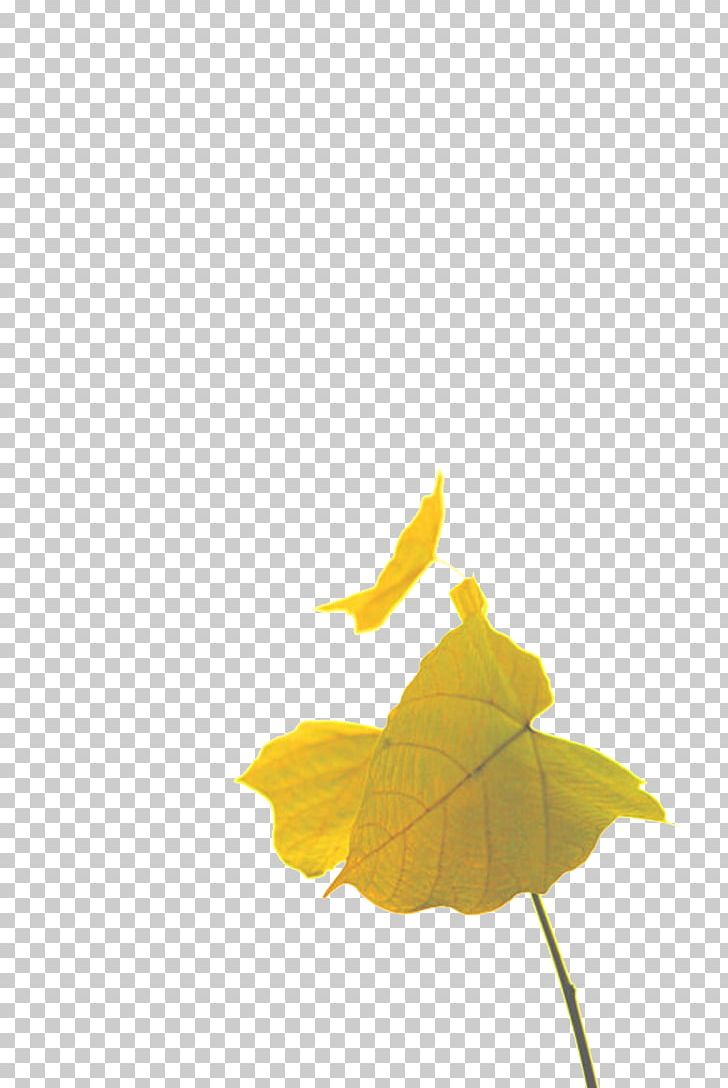 Leaf Euclidean PNG, Clipart, Autumn Leaves, Designer, Download, Euclidean Vector, Fall Leaves Free PNG Download