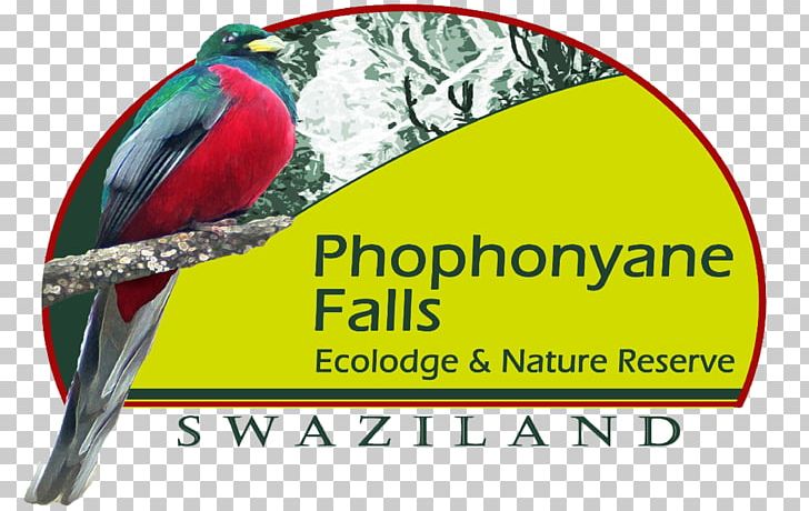Macaw Bird Parakeet Advertising Beak PNG, Clipart, Advertising, Animals, Beak, Bird, Bird Supply Free PNG Download