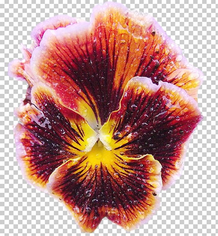 Pansy Petal Flower PNG, Clipart, 31 July, 2017, Advertising, Flower, Miscellaneous Free PNG Download