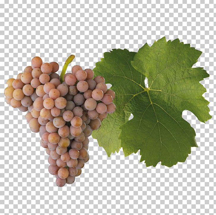 Sultana Gewürztraminer Müller-Thurgau Wine Riesling PNG, Clipart, Cabernet Sauvignon, Chardonnay, Common Grape Vine, Food, Food Drinks Free PNG Download