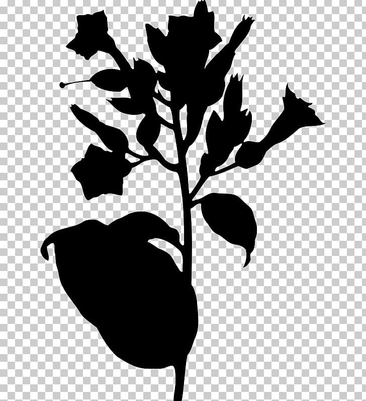 Tobacco Pipe Nicotiana Tabacum Smoking PNG, Clipart, Artwork, Black And White, Branch, Cigar, Cigarette Free PNG Download