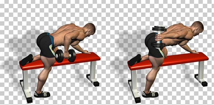 Triceps Brachii Muscle Exercise Arm Bodybuilding PNG, Clipart, Arm, Barbell, Bench, Biceps, Bodybuilding Free PNG Download