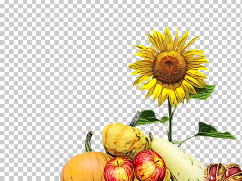 Flower Sunflowers Sunflower Seeds Cut Flowers Plant Stem PNG, Clipart, Cut Flowers, Dandelion, Floristry, Flower, Paint Free PNG Download