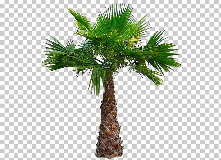 Asian Palmyra Palm California Palm Babassu Arecaceae Mexican Fan Palm PNG, Clipart, Arecaceae, Arecales, Asian Palmyra Palm, Attalea, Attalea Speciosa Free PNG Download