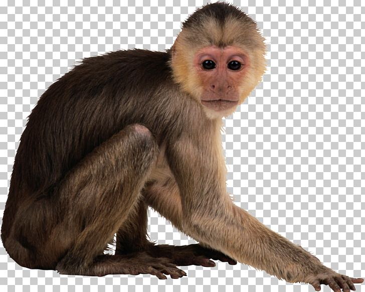Monkey PNG, Clipart, Animal, Animals, Download, Fauna, Fur Free PNG Download