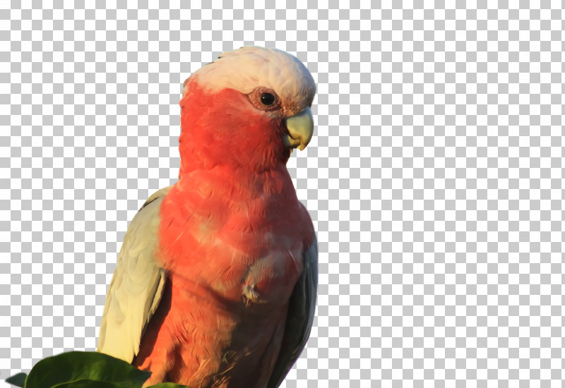 Lovebird PNG, Clipart, Beak, Feather, Loriini, Lovebird, Parakeet Free PNG Download