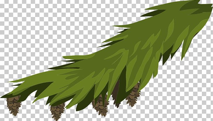 Branch Leaf Evergreen Fir Pine PNG, Clipart, Branch, Conifer Cone, Evergreen, Fir, Grass Free PNG Download