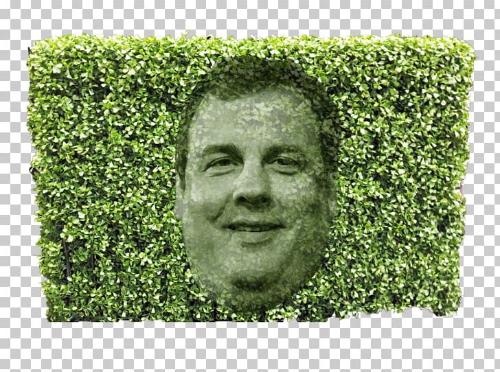 Chris Christie Hedge Trimmer Shrub Hedge Fund PNG, Clipart, American Sweetgum, American Sycamore, Candidate, Chris Christie, Christie Free PNG Download