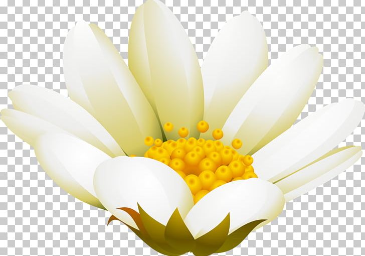 Advertising February White Petal PNG, Clipart, 2017, Advertising, Camomile, Daisy, Daisy Family Free PNG Download