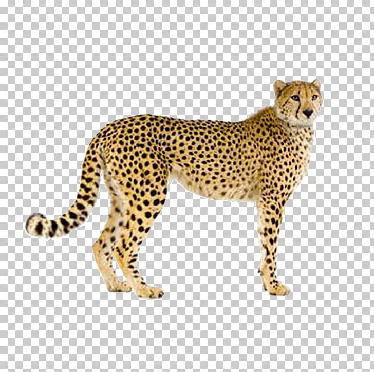 Cheetah Leopard Felidae Stock Photography PNG, Clipart, Animal, Animal Figure, Animals, Big Cats, Carnivoran Free PNG Download