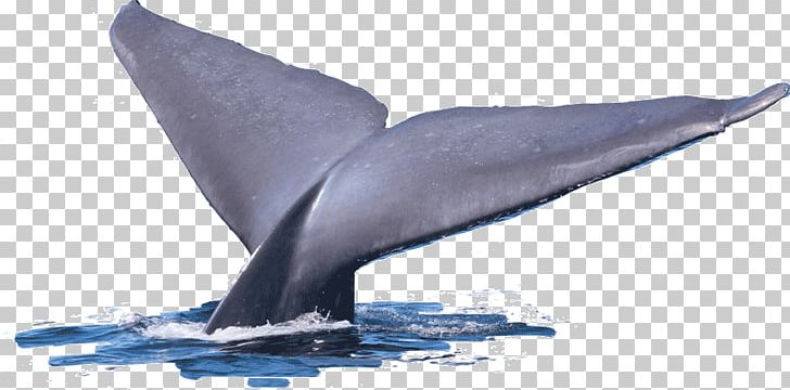 Common Bottlenose Dolphin Tucuxi Short-beaked Common Dolphin Wholphin Cetacea PNG, Clipart, Blue Whale, Bottlenose Dolphin, Computer Icons, Dolphin, Fauna Free PNG Download