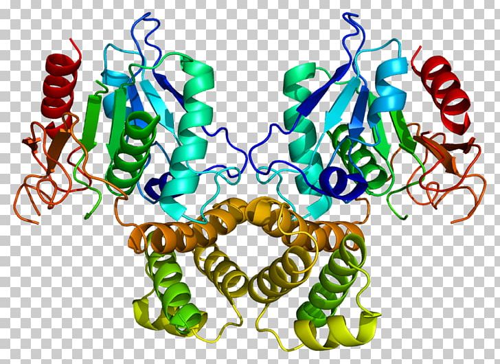 Fatty Acid Synthase Fatty Acid Synthesis Enzyme PNG, Clipart, Acetylcoa, Acetylcoa Carboxylase, Acid, Acyl Carrier Protein, Adenosine Triphosphate Free PNG Download