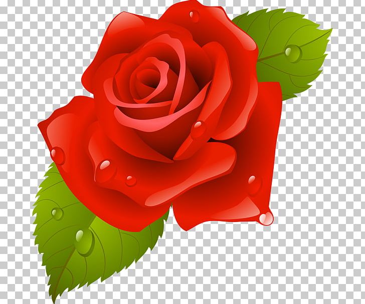 Garden Roses China Rose Beach Rose Flower PNG, Clipart, Beach Rose, China Rose, Cut Flowers, Download, Floral Design Free PNG Download