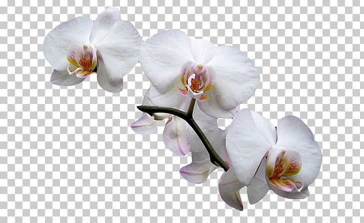 Moth Orchids Cut Flowers Plant Fruit Exotique PNG, Clipart, Avocado, Cut Flowers, Date Palm, Dates, Flower Free PNG Download