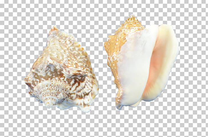 Cockle Conchology Seashell Hawk Wing PNG, Clipart, Animals, Clams Oysters Mussels And Scallops, Cockle, Conch, Conchology Free PNG Download