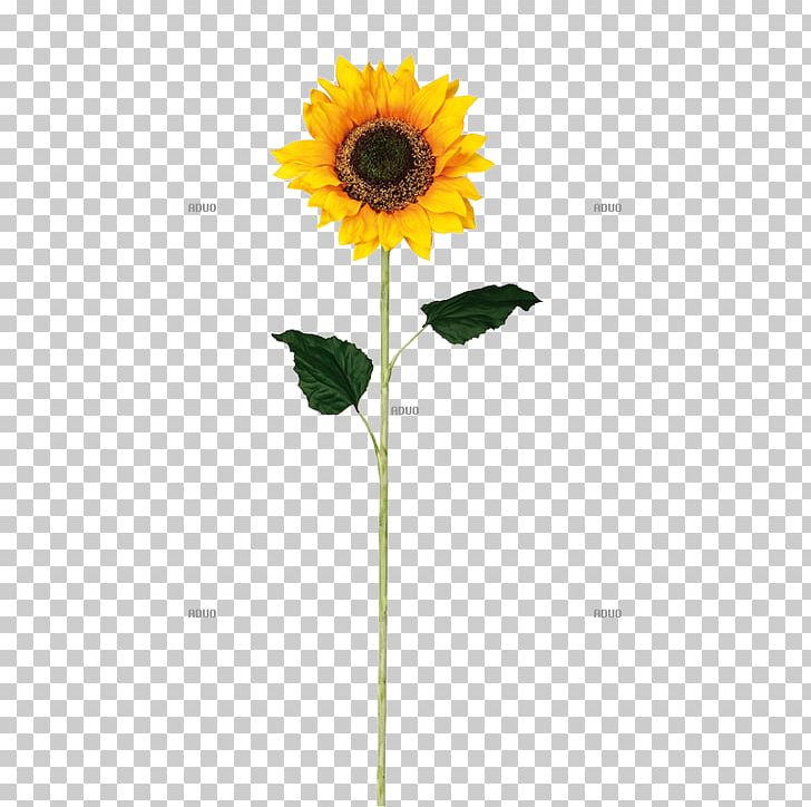 Common Sunflower Material Glass Vase Furniture PNG, Clipart, Bedroom, Color, Common Sunflower, Daisy Family, Decorative Arts Free PNG Download