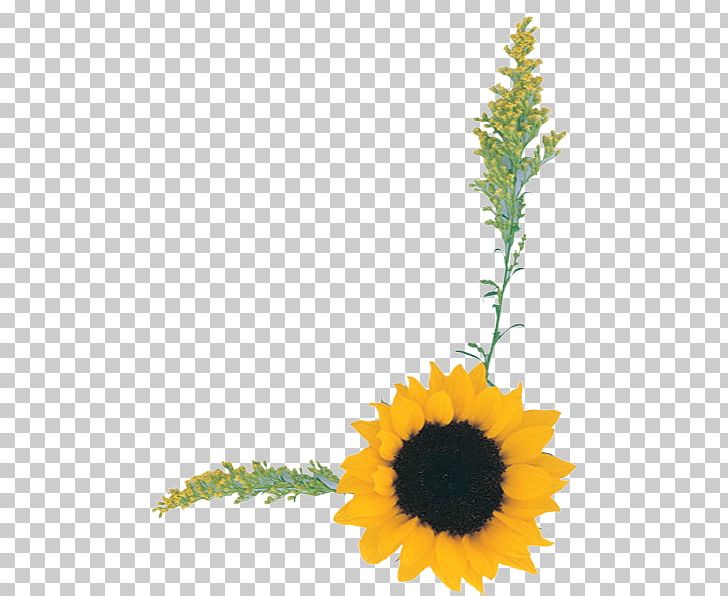 Sunflower Others Plant Stem PNG, Clipart, Cut Flowers, Daisy Family, Direct, Download, Email Free PNG Download