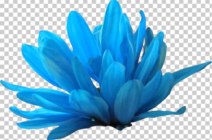 Petal Blue Flower PNG, Clipart, Author, Blue, Collage, Flower, Liveinternet Free PNG Download