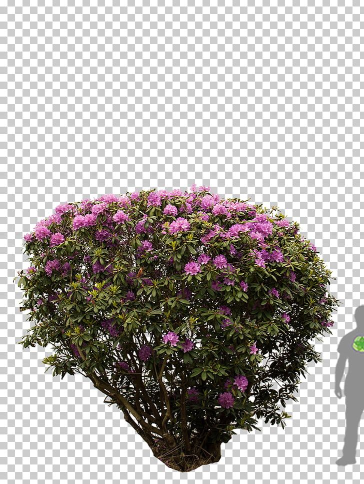 Rhododendron Tree Shrub Azalea Flower PNG, Clipart, Azalea, Dogwood, Flower, Flowering Plant, Flv Free PNG Download