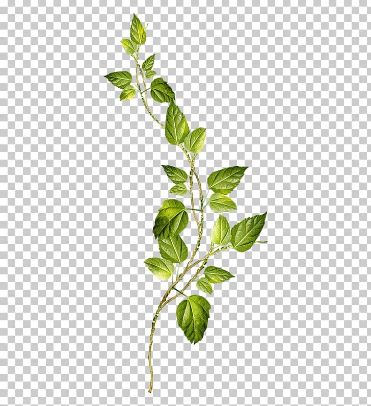 Scrap Flower Plant Stem Stainless Steel PNG, Clipart, Allergy, Branch, Earring, Flower, Flowering Plant Free PNG Download