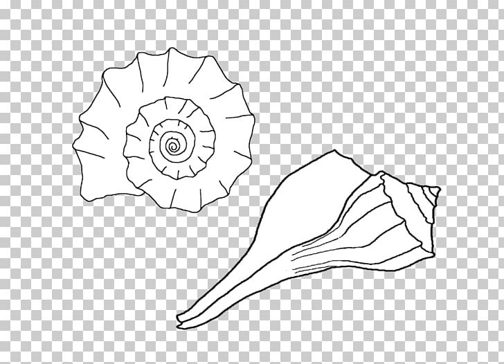 Seashell Whelk Drawing Coloring Book PNG, Clipart, Angle, Animals, Arm, Artwork, Carp Free PNG Download