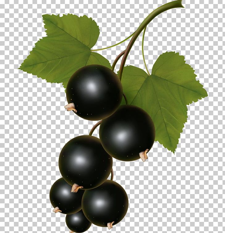 Zante Currant White Currant Blackcurrant Computer Icons PNG, Clipart, Berry, Bilberry, Bla, Blueberry, Chokeberry Free PNG Download