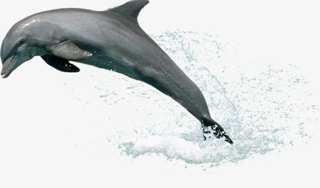 Dolphin Leaping Out Of The Water PNG, Clipart, Dolphin, Dolphin Clipart, Jump, Leaping Clipart, Out Clipart Free PNG Download