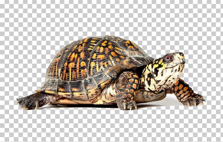 Eastern Box Turtle Reptile Tortoise Turtle Shell PNG, Clipart, Box Turtle, Box Turtles, Common Box Turtle, Eastern Box Turtle, Emydidae Free PNG Download