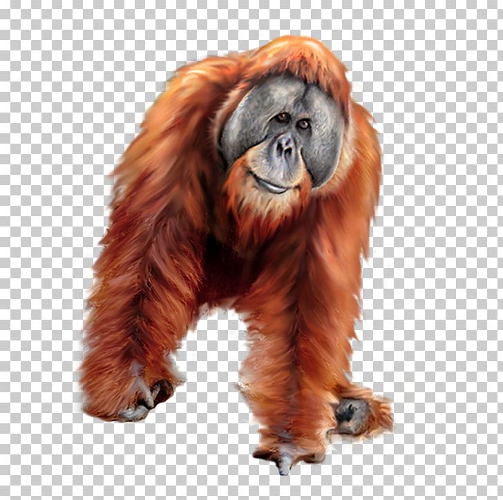 Orangutan Gorilla Tiger PNG, Clipart, Adobe Illustrator, Animal, Animals, Download, Encapsulated Postscript Free PNG Download