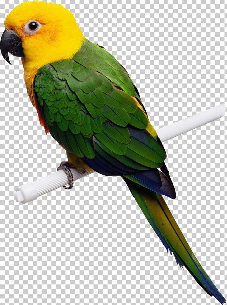 Parrot Bird Budgerigar Parakeet Macaw PNG, Clipart, Animals, Beak, Bird, Blueandyellow Macaw, Budgerigar Free PNG Download