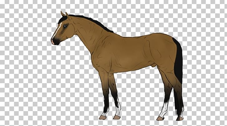 Download Belgian Warmblood Danish Warmblood Mare Horse Breed Png Clipart Animal Figure Animated Horse Pictures Bay Belgian