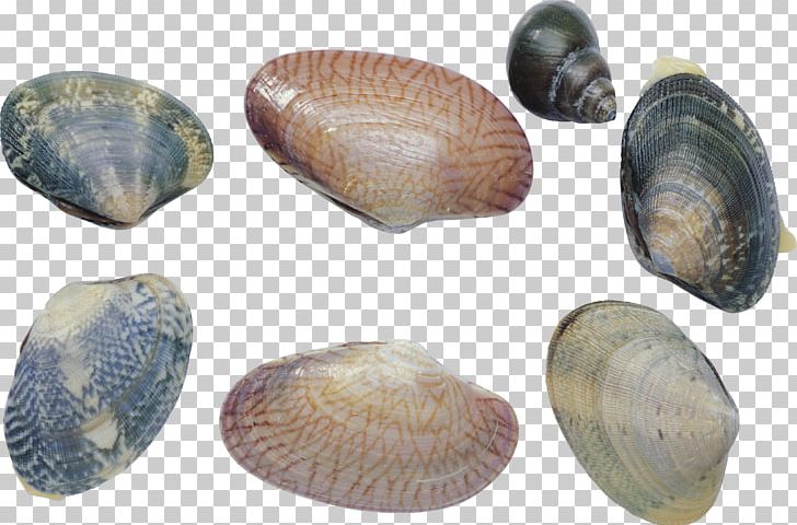 Cockle Shellfish Clam Mussel Sea Snail PNG, Clipart, Animals, Animal Source Foods, Artifact, Baltic Clam, Clam Free PNG Download