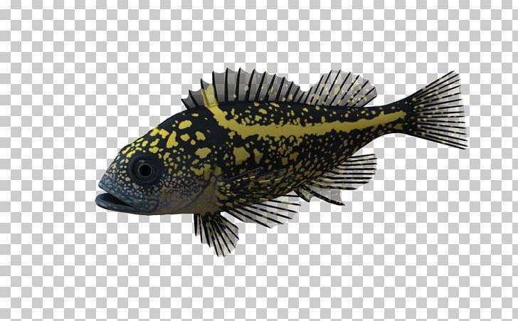 Portable Network Graphics Desktop 淡水觀賞魚 Fish PNG, Clipart, Barreleye, Desktop Wallpaper, Download, Encapsulated Postscript, Fauna Free PNG Download